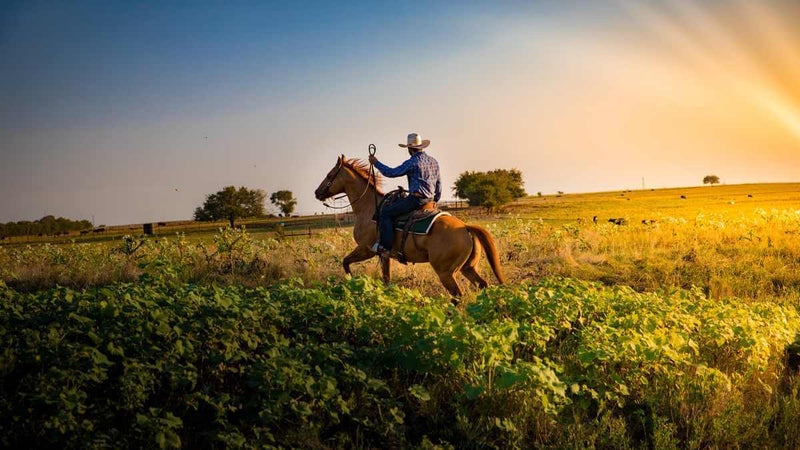 Conduzca con confianza con botas de montar de vaquero 