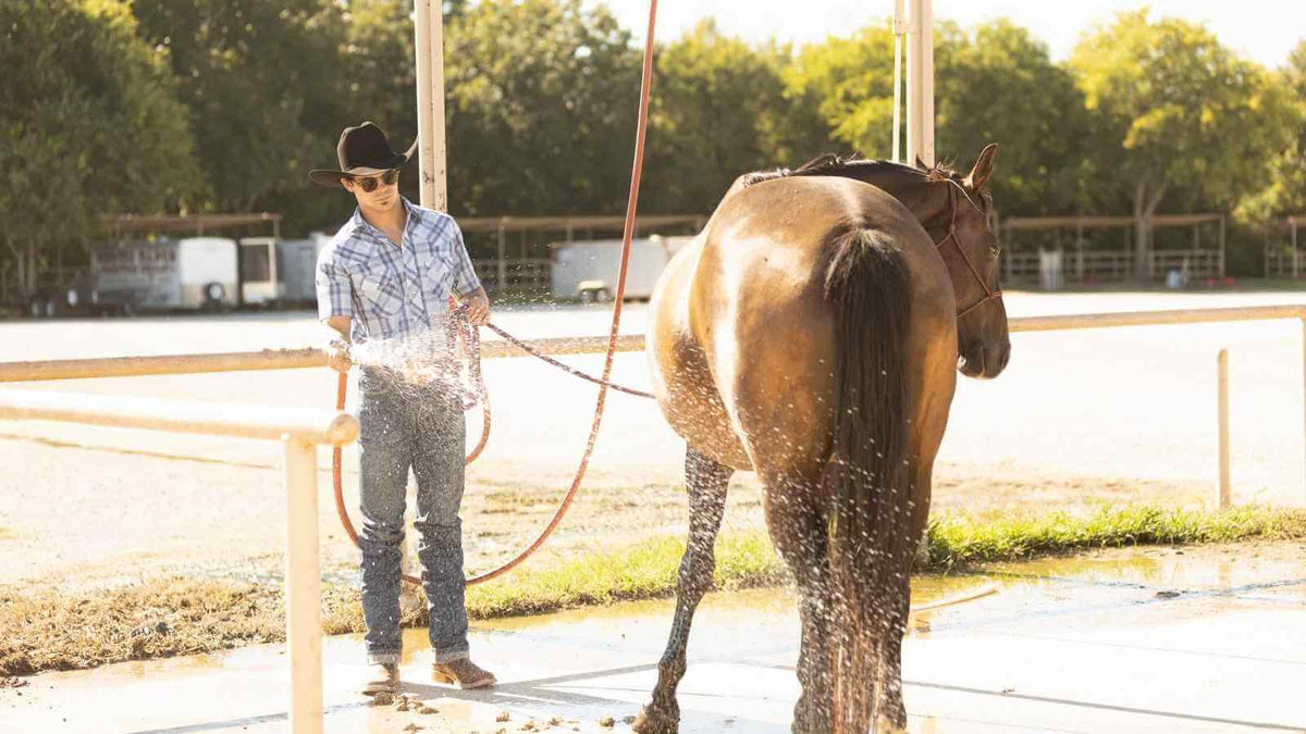Man Washing a Horse