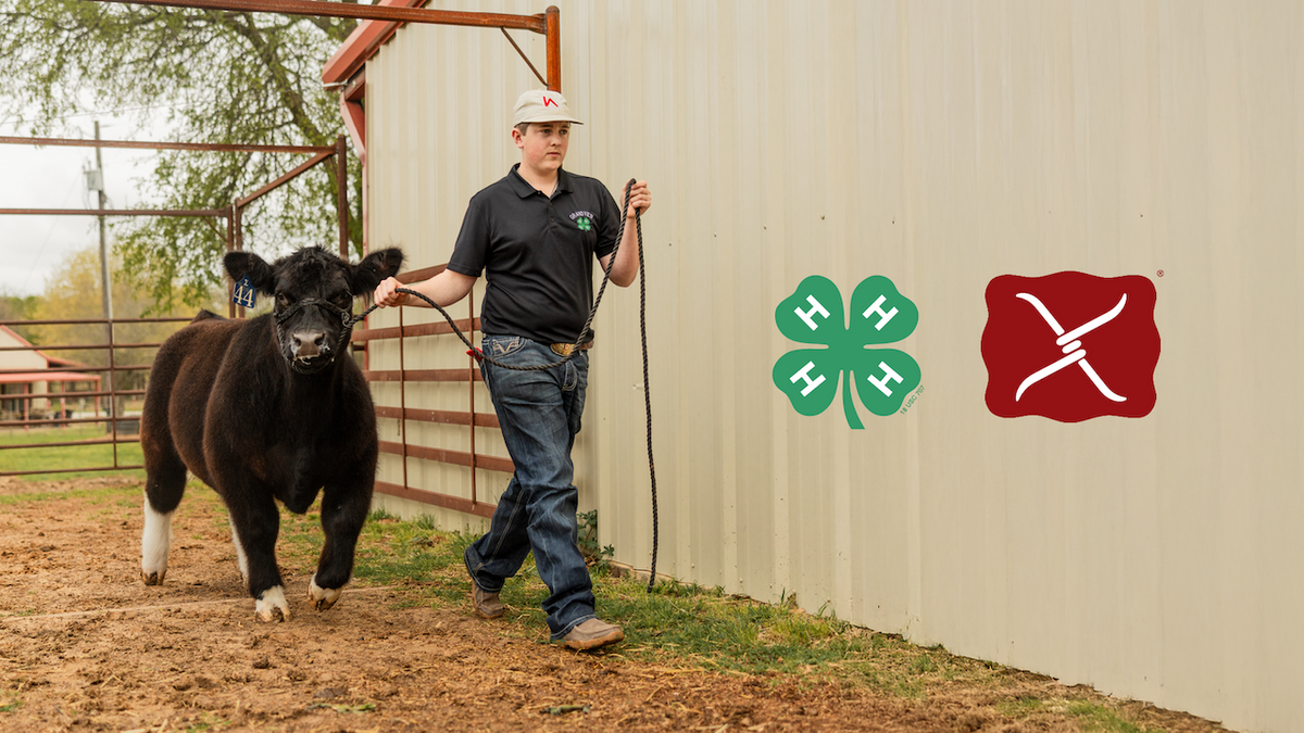 Boy wearing Twisted X leading a cow by a halter
